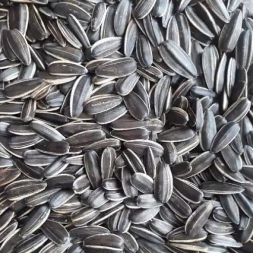 1 kg Hạt Hướng Dương Sạch Sấy Chín Ăn Liền Loại Ngon