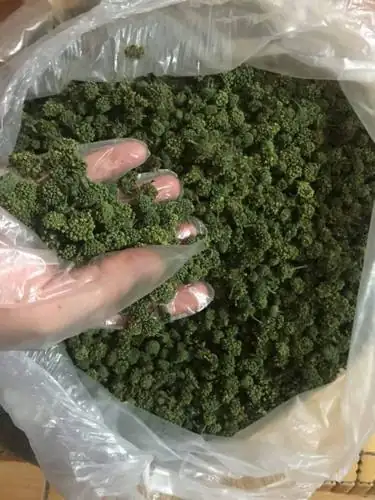 100 gr Trà nụ hoa tam thất Cao Cấp